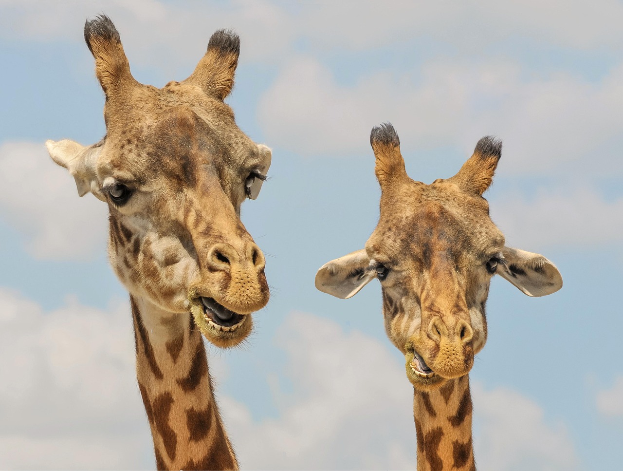 Framework for Efficiently Scaling a Team from 2 to 50